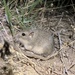 Columbia Plateau Pocket Mouse - Photo (c) chowarth, some rights reserved (CC BY-NC), uploaded by chowarth