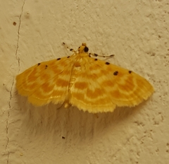 Notarcha quaternalis