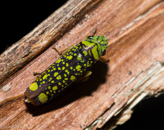 Aulacizes conspersa