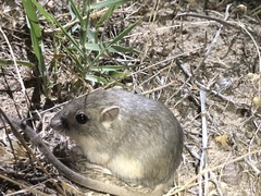Perognathus parvus