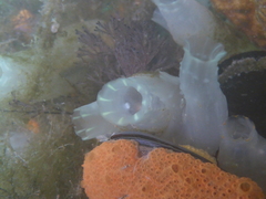 Ciona intestinalis