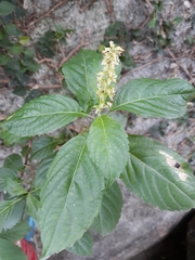 Ocimum campechianum