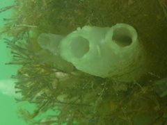 Ciona intestinalis