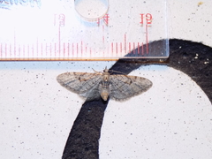 Eupithecia bolterii