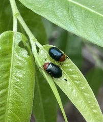 Plagiodera arizonae