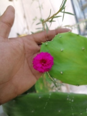 Portulaca grandiflora