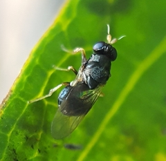 Pachygastrinae