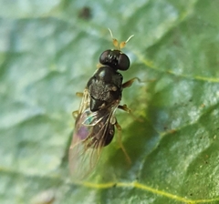 Pachygastrinae