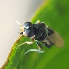 Pachygastrinae