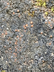 Fuscopannaria coralloidea