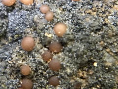 Fuscopannaria coralloidea