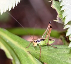 Pachytrachis gracilis