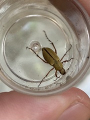 Macrodactylus uniformis