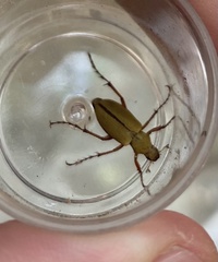 Macrodactylus uniformis