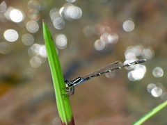 Agriocnemis splendidissima