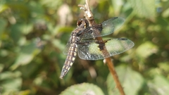 Palpopleura