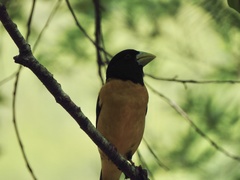 Coccothraustes abeillei