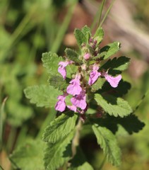 Teucrium chamaedrys