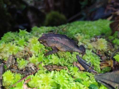 Rhinella ruizi
