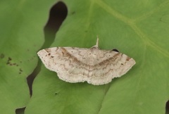 Spargaloma