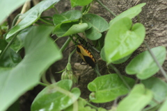 Sephina