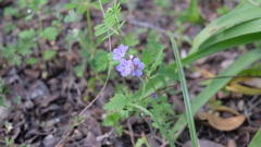 Phacelia patuliflora