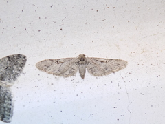 Eupithecia bolterii