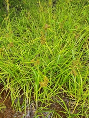 Scirpus atrovirens