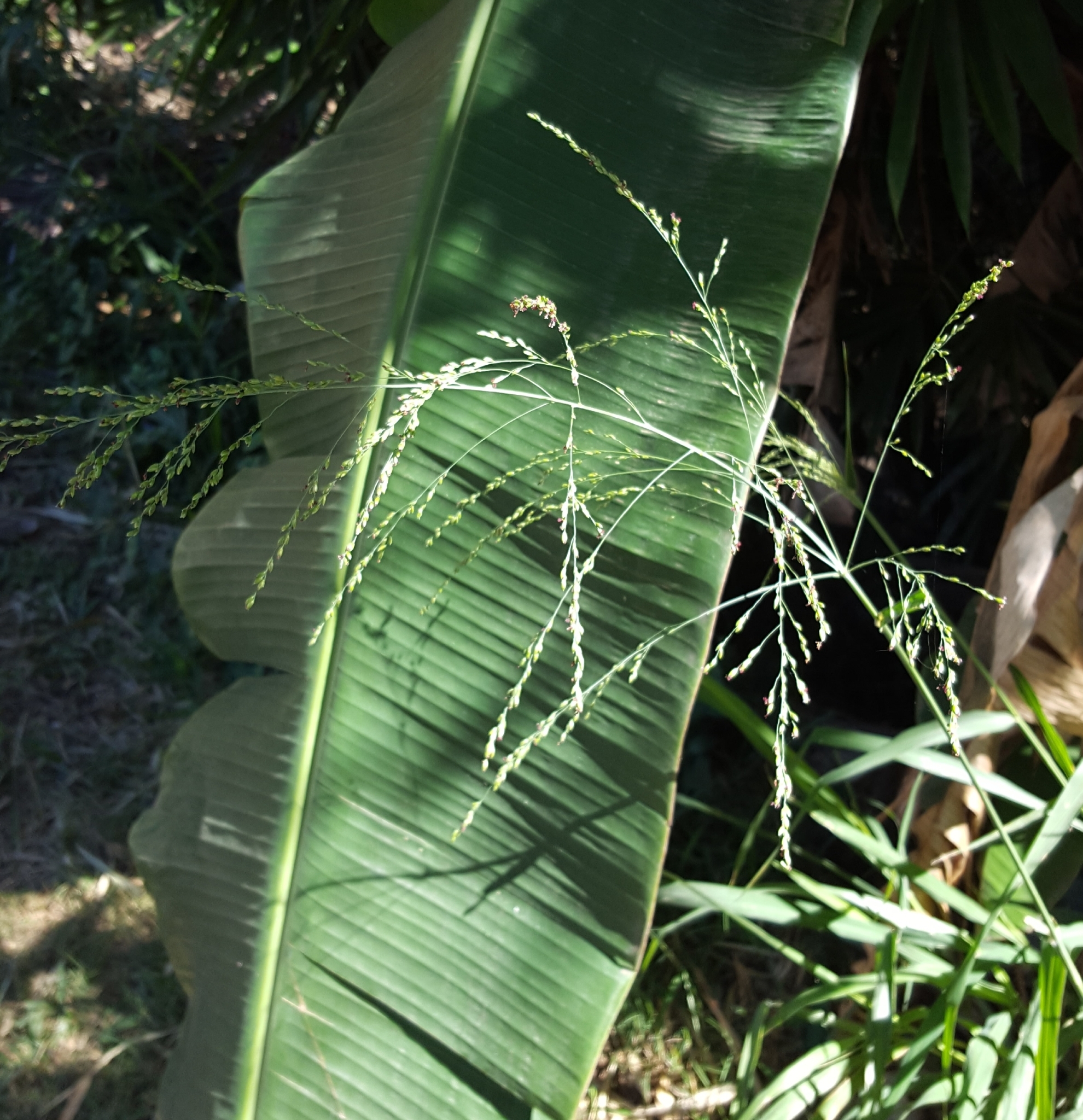(c) François Rousseu, certains droits réservés (CC BY-NC) https://www.inaturalist.org/observations/85118134