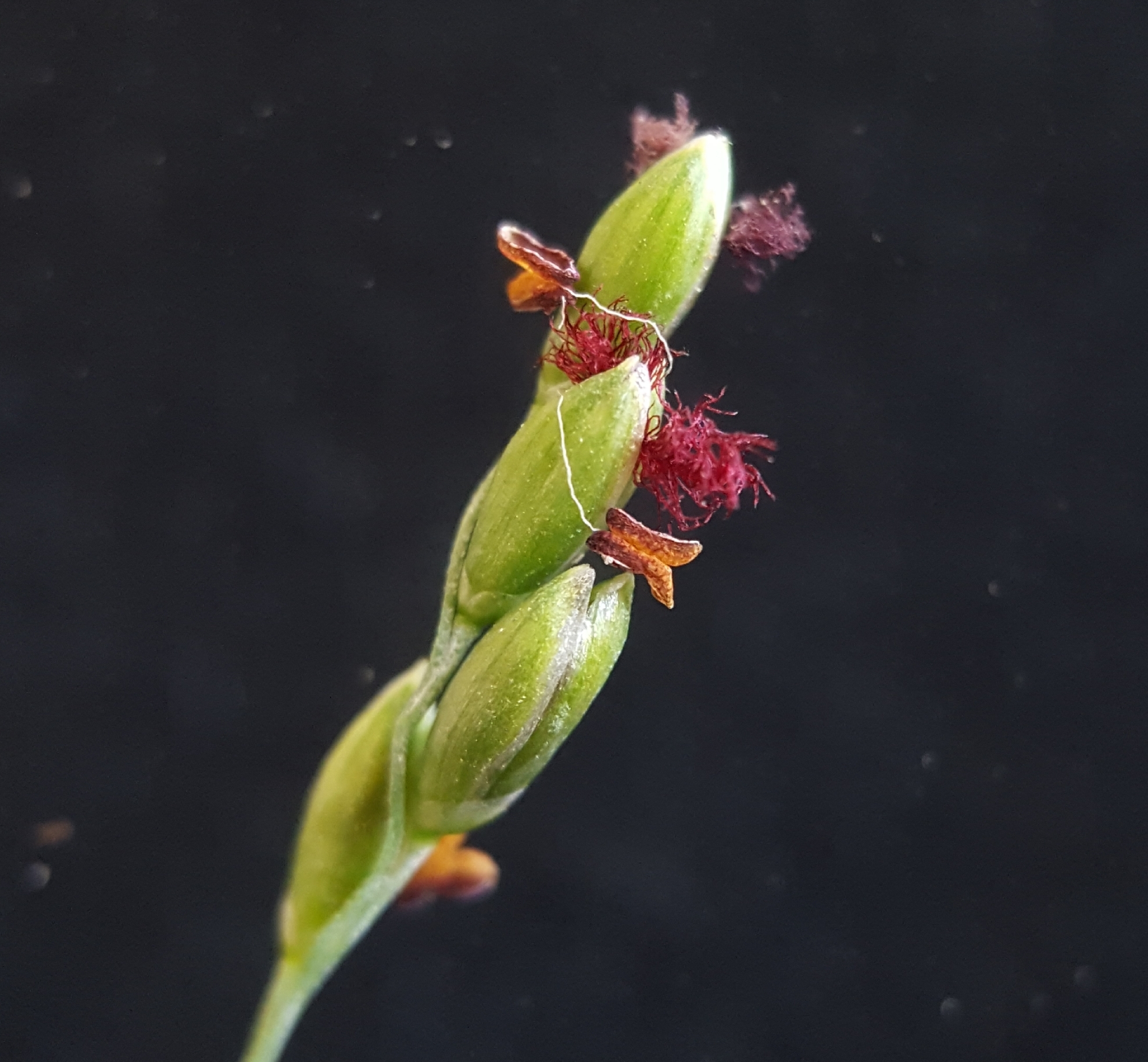 (c) François Rousseu, certains droits réservés (CC BY-NC) https://www.inaturalist.org/observations/85118134