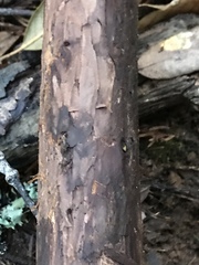 Arbutus menziesii