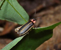 Photinus scintillans