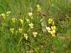 Viola lutea calaminaria