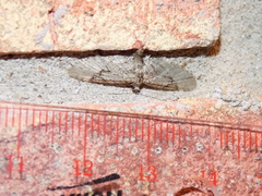 Eupithecia bolterii