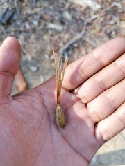 Gyrocarpus mocinoi