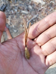 Gyrocarpus mocinoi