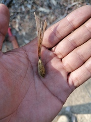 Gyrocarpus mocinoi