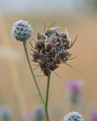 Tetraloniella dentata