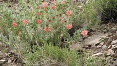 Caiophora chuquitensis