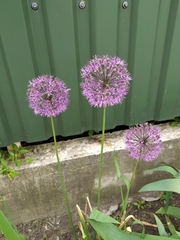 Allium rosenorum