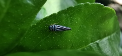 Graphocephala flavovittata