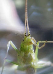 Oecanthus argentinus