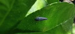 Graphocephala flavovittata