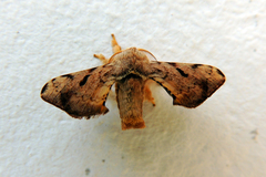 Bombycinae