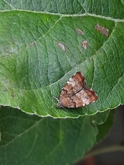 Choreutis pariana