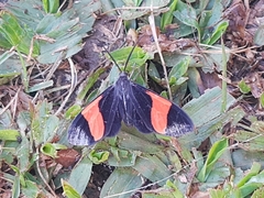 Callopepla emarginata