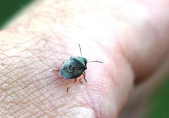 Rubiconia intermedia