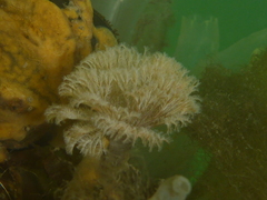 Schizobranchia insignis