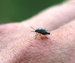 Rubiconia intermedia