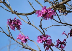 Handroanthus heptaphyllus